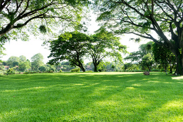 view of natural  tree and grass field