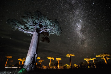 Ciel étoilé et baobabs. Madagascar