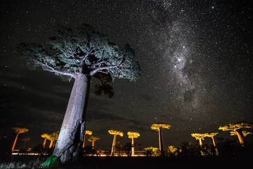 Crédence de cuisine en verre imprimé Baobab Ciel étoilé et baobabs. Madagascar