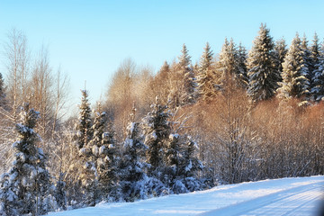 winter forest landscape sunlight snow