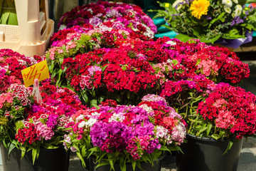 Beautiful carnation flowers at an european market