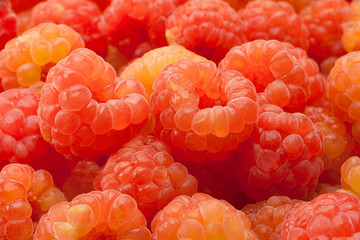Rose raspberry background