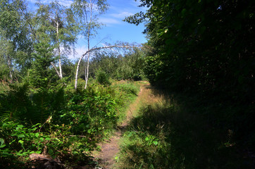 droga  © wedrownik52