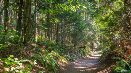 Fototapeta na wymiar A path in the thick green forest. The sun's rays fall through the leaves. Bridle Trails State Park, WA