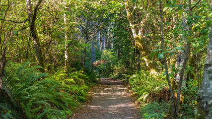 A path in the thick green forest. Green fern growing on the sides of the path. The sun's rays fall through the leaves. Bridle Trails State Park, WA