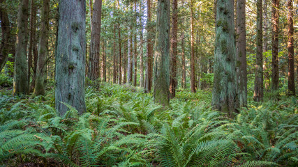 Green fern growing in the forest. Bridle Trails State Park, WA © khomlyak