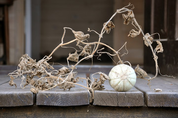 Autumn Still Life. Dwarf green melon with dry leaves and stems on a wooden surface.