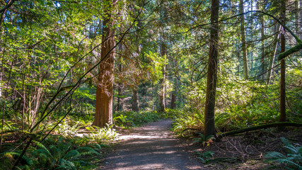 Amazing green forest. A path in the thick green forest. The sun's rays fall through the leaves. Bridle Trails State Park, WA
