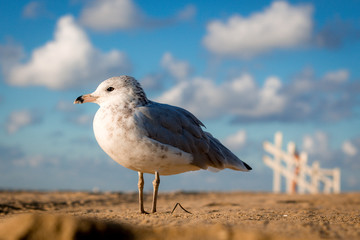 Seagull standing on the shore