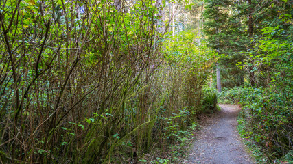 Fototapeta na wymiar High bushes along the trail. A path in the thick green forest. Bridle Trails State Park, WA
