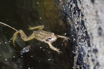 The frog floating in a muddy pond
