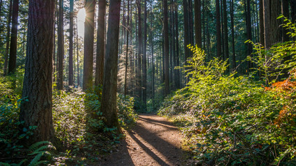 A path in the thick green forest. The sun's rays fall through the leaves. Bridle Trails State Park, WA