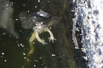 The frog floating in a muddy pond