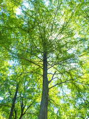 メタセコイヤの木漏れ日