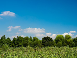 葦原と夏空