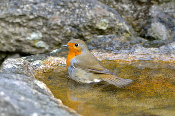 Robin taking a bath