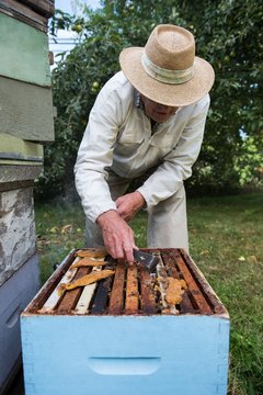 Beekeeper removing honeycomb from beehive