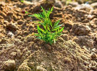 Young plant in the morning light on nature background