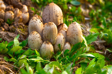 Non edible poisonous mushrooms