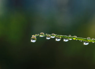Fresh grass with dew drops and Sun beams