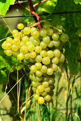 Grüne Weintrauben am Rebstock