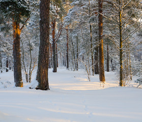 Cold day in the winter forest