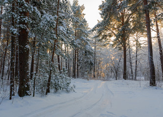 Cold day in the  winter forest