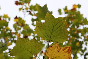 ユリノキ並木の色づき