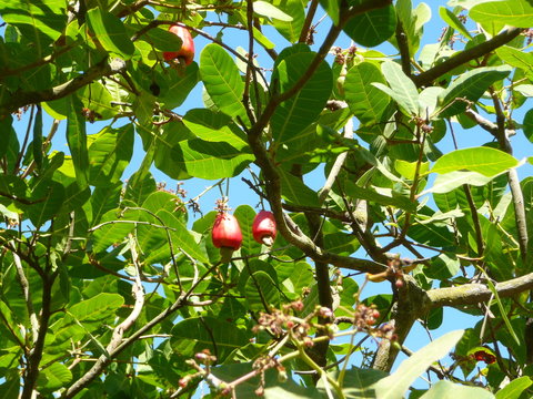 Noix de cajou