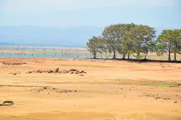 landscape by safari in Sri Lanka