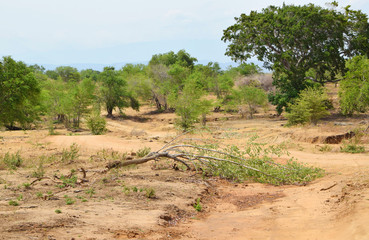 landscape by safari in Sri Lanka