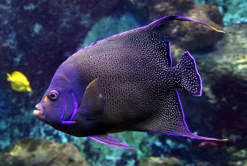 Portrait of nice spotted angelfish