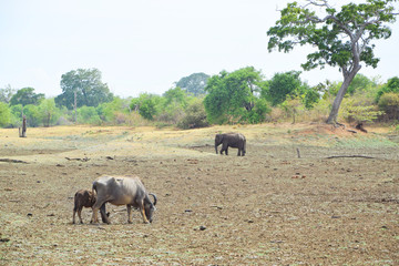 Naklejka premium water buffalos