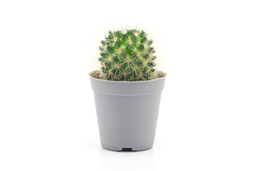 Cactus On White Background
