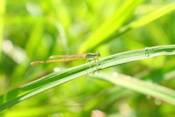 Dragonfly in nature