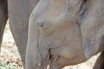 Fototapeta premium elephant