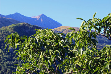 Fototapete bei efototapeten.de bestellen   