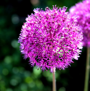 Purple onion flower (allium giganteum), ornamental garden plant.