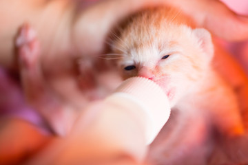Feeding orphaned kitten with milk replacer