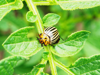 Colorado Beetle Eating Potato Leaves In Vegetable Garden