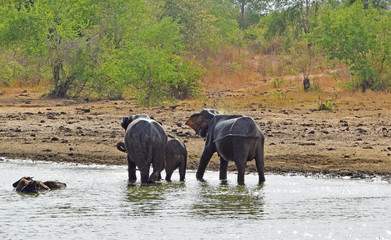 elephants taking a bath