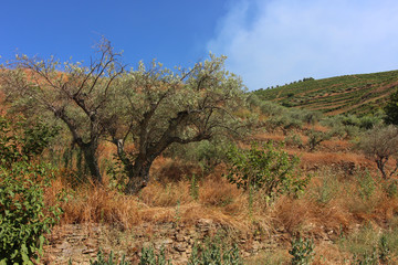 Olivier du Haut-Douro