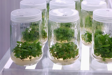 Meristem tissue culture laboratory for plant growing.