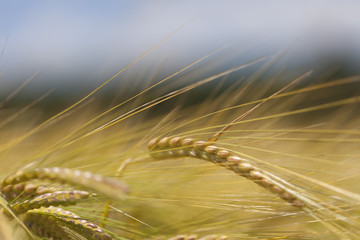 Feld