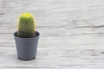 Cactus On Wooden Floor