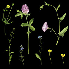 vector set of watercolor drawing flowers