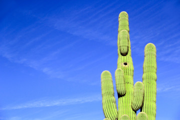 Green saguaro desert cactus on a blue sky with room for copy space
