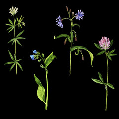 Fototapeta na wymiar vector set of watercolor drawing wild flowers