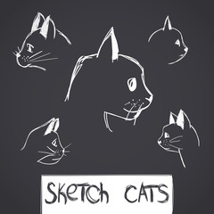 Sketch portraits of cats
