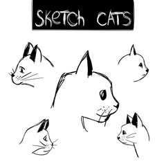 Sketch portraits of cats